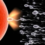 Teratozoospermia, Penyebab Sperma Abnormal yang Ganggu Hamil